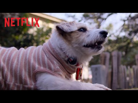 amigos-caninos-trailer-oficial-hd-netflix